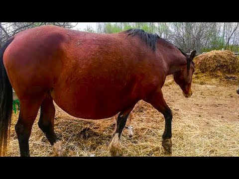 Video: Un cavallo castrato può mettere incinta una cavalla?