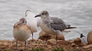 LAUGHING GULL at Belvide! @midlandsbirder