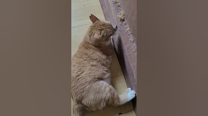 Gato 🐱 destruindo o sofá #gatos #pets #shorts