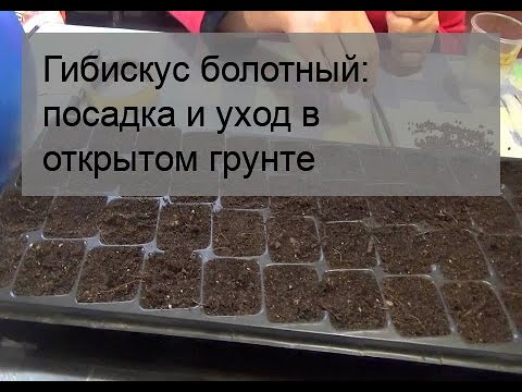 Гибискус болотный: посадка и уход в открытом грунте