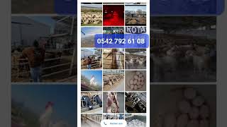 Rota Yem Rasyonel Tarim 0542 792 61 08