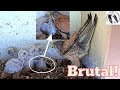 Crazy savage male kestrel falcon brings live prey heartbreaking sight of a helpless bird