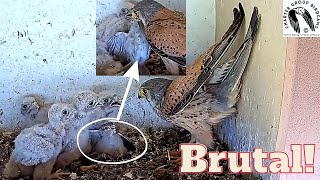 CRAZY! Savage Male Kestrel Falcon Brings Live Prey! Heartbreaking Sight Of A Helpless Bird