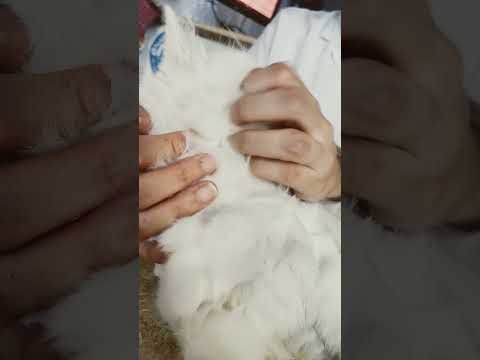 لسه مخلصناش