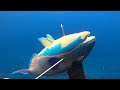 【素潜り魚突き】警戒心が強い魚「イロブダイ」を突く【spearfishing in JAPAN】