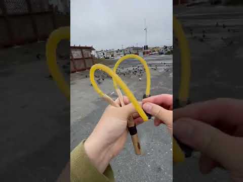 Pigeon hunting with slingshot