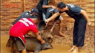 Adu Bagong Edisi Anjing Gila