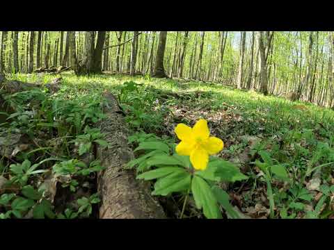 Video: Dvojlistá Baňa