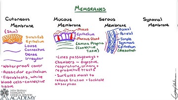 Membranes