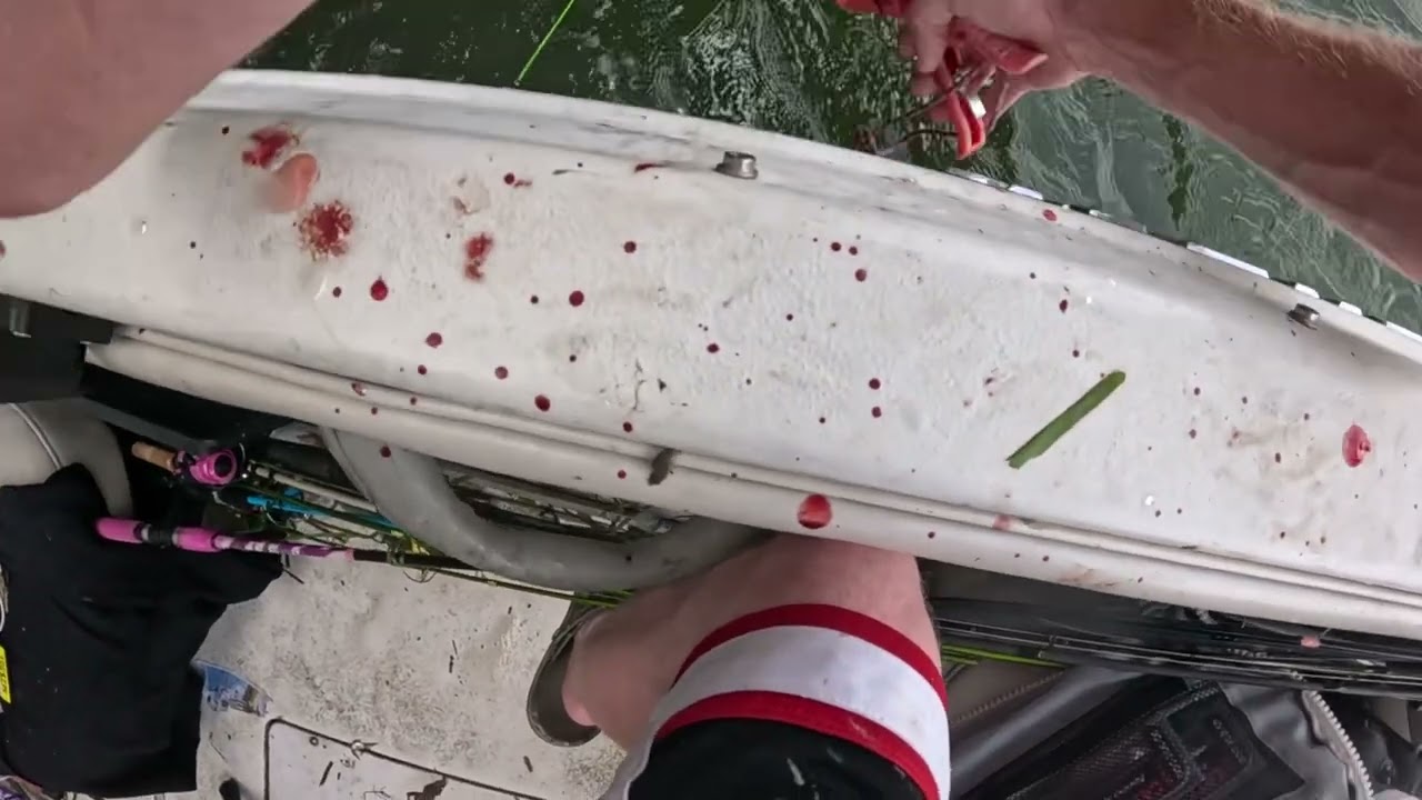 Big shovel head catfish at Guntersville dam 