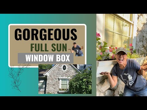 Vídeo: Sun Loving Window Box Plants - Como plantar uma caixa de janela em pleno sol