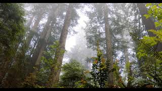 #Футаж кроны деревьев в туманном лесу ◄4K•HD► #Footage tree crowns in a foggy forest