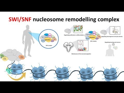 SWI/SNF Nucleosome remodeling complex