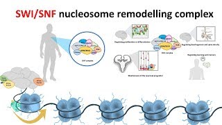 SWI/SNF Nucleosome remodeling complex