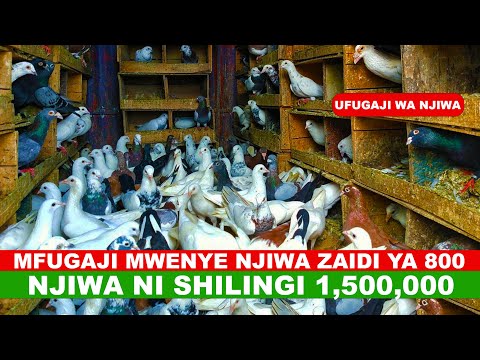 MFUGAJI MWENYE NJIWA ZAIDI YA MIA NANE NJIWA NI SHILINGI MILIONI MOJA NA LAKI TANO MFUGAJI MWENYE NJIWA ZAIDI YA MIA NANE NJIWA NI SHILINGI MILIONI MOJA NA LAKI TANO