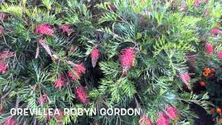 Grevillea Robyn Gordon. Garden Center online Costa Brava - Girona.(Grevillea Robyn Gordon. Garden Center online Costa Brava - Girona. Web: http://personalgardenshopper.es/, 2014-07-07T20:46:57.000Z)