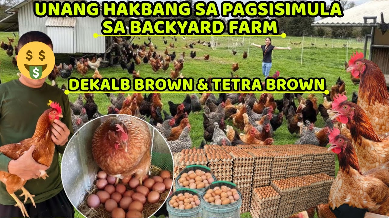 DEKALB BROWN & TETRA BROWN - UNANG HAKBANG SA PAGSISIMULA SA BACKYARD FARM