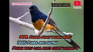 Mp3.Suara pikat murai batu di jamin ampuh.@amanda013