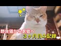 【野良猫から家猫へ】３ヶ月目の記録｜チャチャの好き嫌いと意外な一面