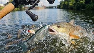 Catching Urban Redfish in Wild Fishing Spots with Glidebait! DEPS 115