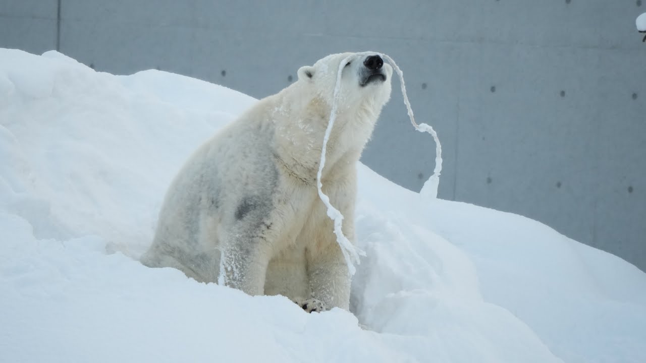 2026 1 15 円山動物園 リラ ライト ララ
