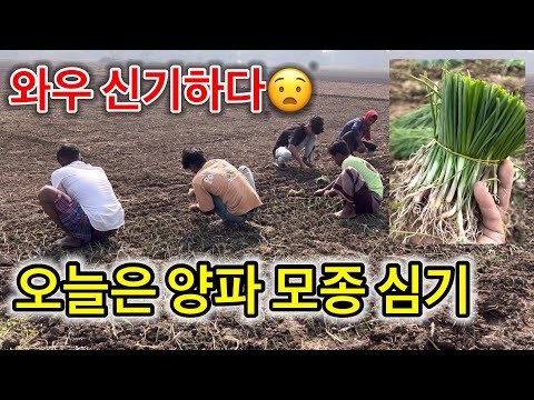 손으로 양파 모종을 심어요/오늘은 모종을 심기/양파 심는 법/양파 재배법/￼양파 어떻게 집배 해요?#방글라데시 #방글라데시수준 