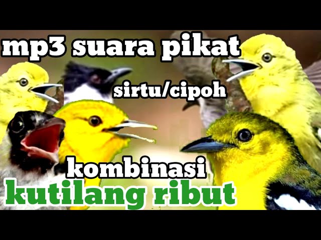 kutilang ribut....!!! kombinasi sirtu/ cipoh paling jahat Anti zoonk class=