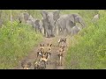 Elephants Protect Babies From Wild Dogs