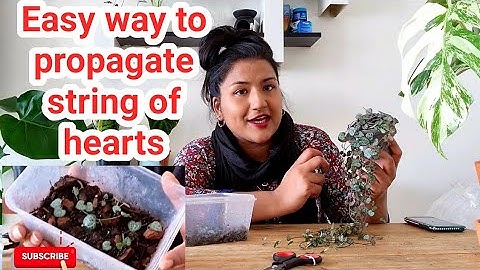 How To Easily & Quickly Propagate String Of Hearts (Ceropegia Woodii) -Ruby