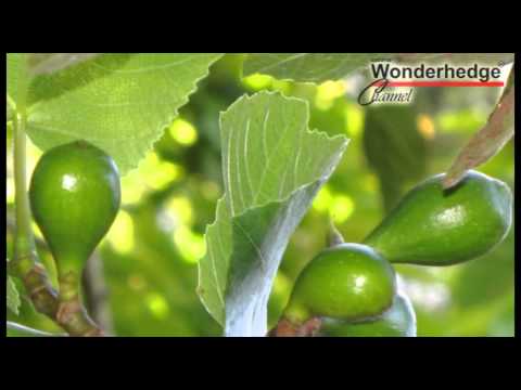 Videó: Mi az a gerinctelen fügekaktusz: Opuntia Cacanapa ‘Ellisiana’ kaktuszápolás