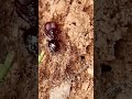 Queen Ant Leads Her Colony #10 #ants #antcolony #queenant #nature