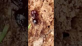 Queen Ant Leads Her Colony #10 #ants #antcolony #queenant #nature