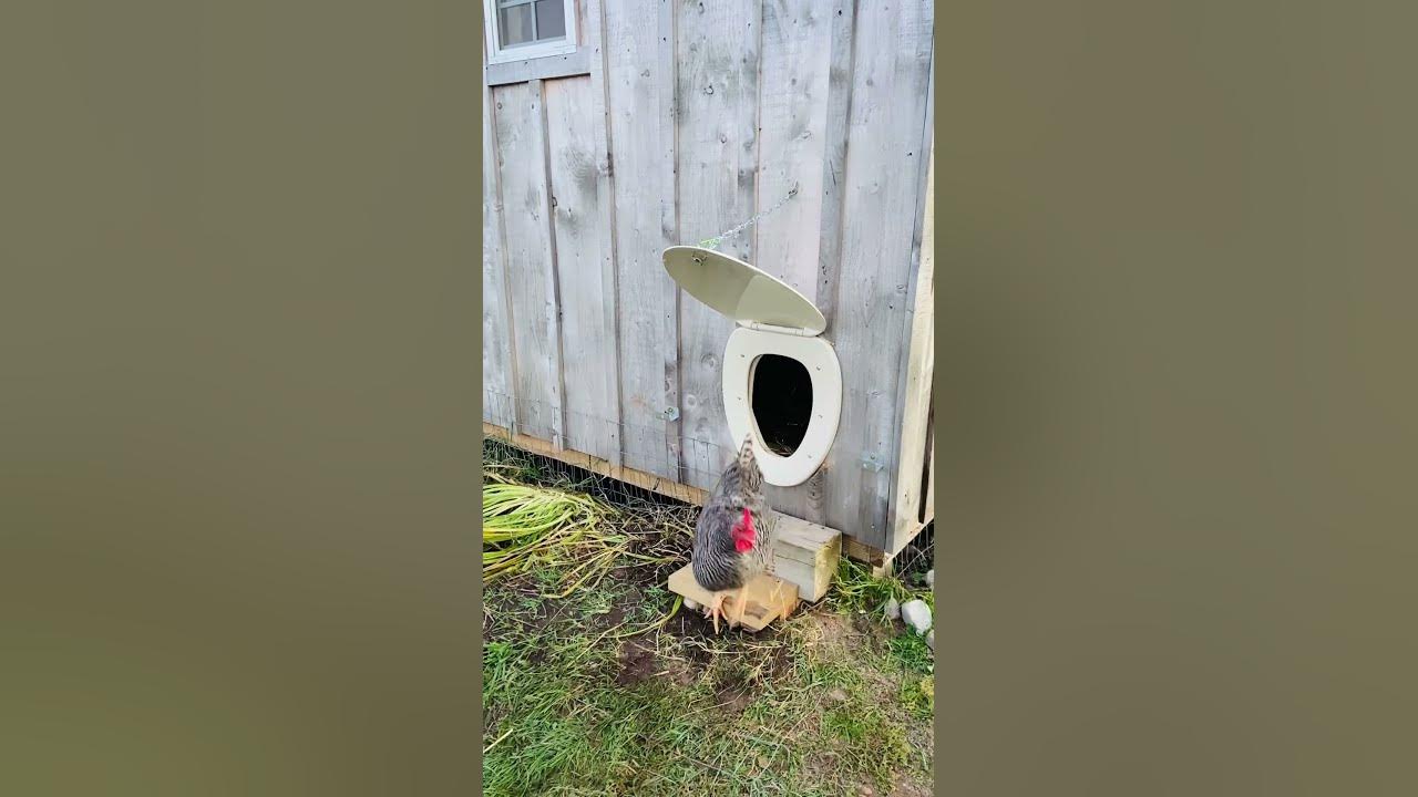 unique-chicken-coop-diy-door-youtube
