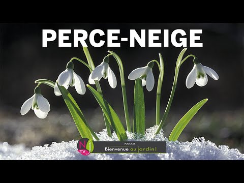 Vidéo: Planter des perce-neige dans le vert – Que sont les perce-neige dans le vert ?