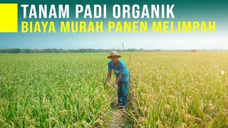 Tanam Padi Secara Organik Modal Minim Hasil Melimpah