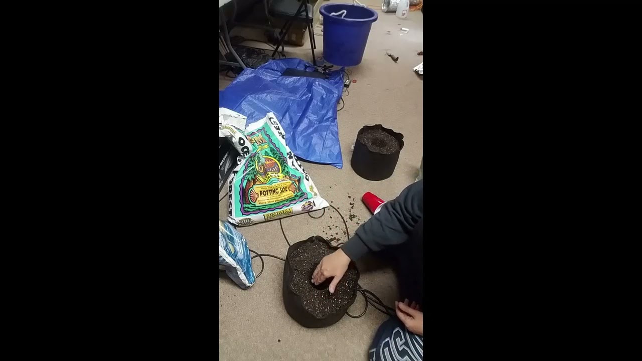 How to transplant cannabis