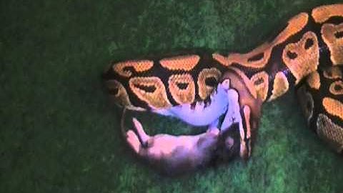 CHARLIE EATING 1 FUZZY RAT ON 4-13-2011 PART 5