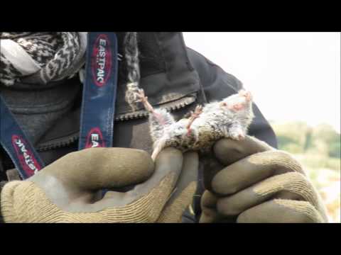 Video: Gewone woelmuis: soortbeschrijving, leefgebied en interessante feiten