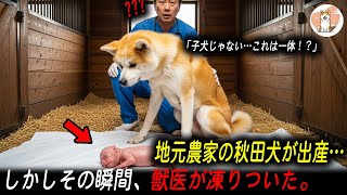 地元農家の秋田犬が出産──しかしその瞬間、獣医が凍りついた。「子犬じゃない…これは一体！？」