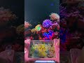 Pikachu Water Gamebot #gaming #squidgame #satisfyingvideo #satisfying #toys
