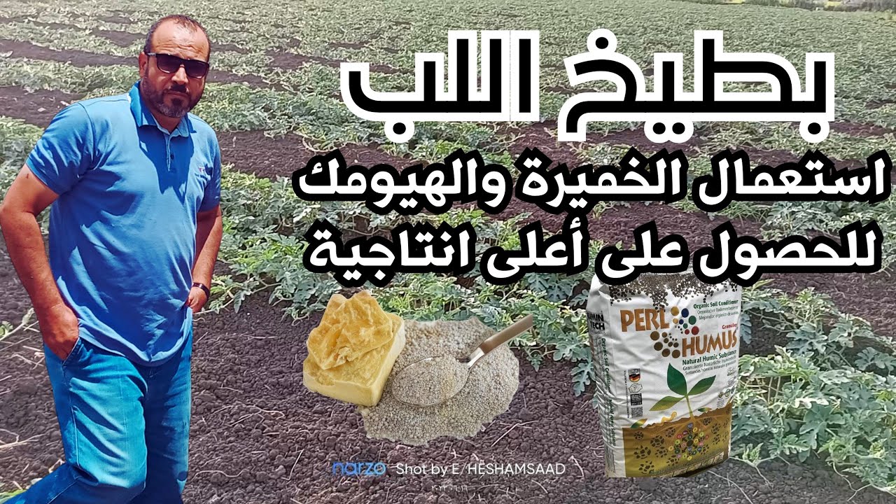 بطيخ اللب/ استخدام مخلوط الهيومك والخميرة للحصول على اعلى نمو خضرى واعلى انتاجية من فدان لب البطيخ