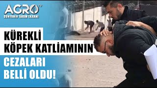 Konya'da Kürekle Köpek Öldürenlerin Cezası Belli Oldu! Resimi