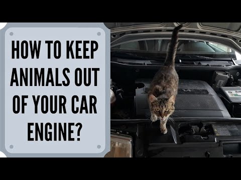 あなたの車のエンジンベイから動物を遠ざける方法は？ （猫、マウス、その他のげっ歯類）