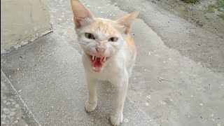 Feral Cat Maya Scaring My Birds