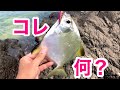 【沖縄ルアー】色んなルアーを投げた結果色んな魚が釣れた【沖縄釣り】