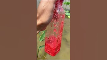 Sữa trứng ốc đỏ