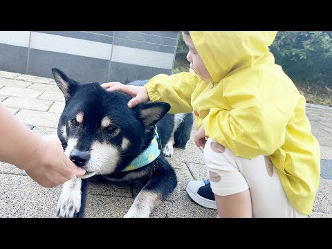 (<strong>솜이가</strong> 처음으로 탱이를 쓰다듬었어요)