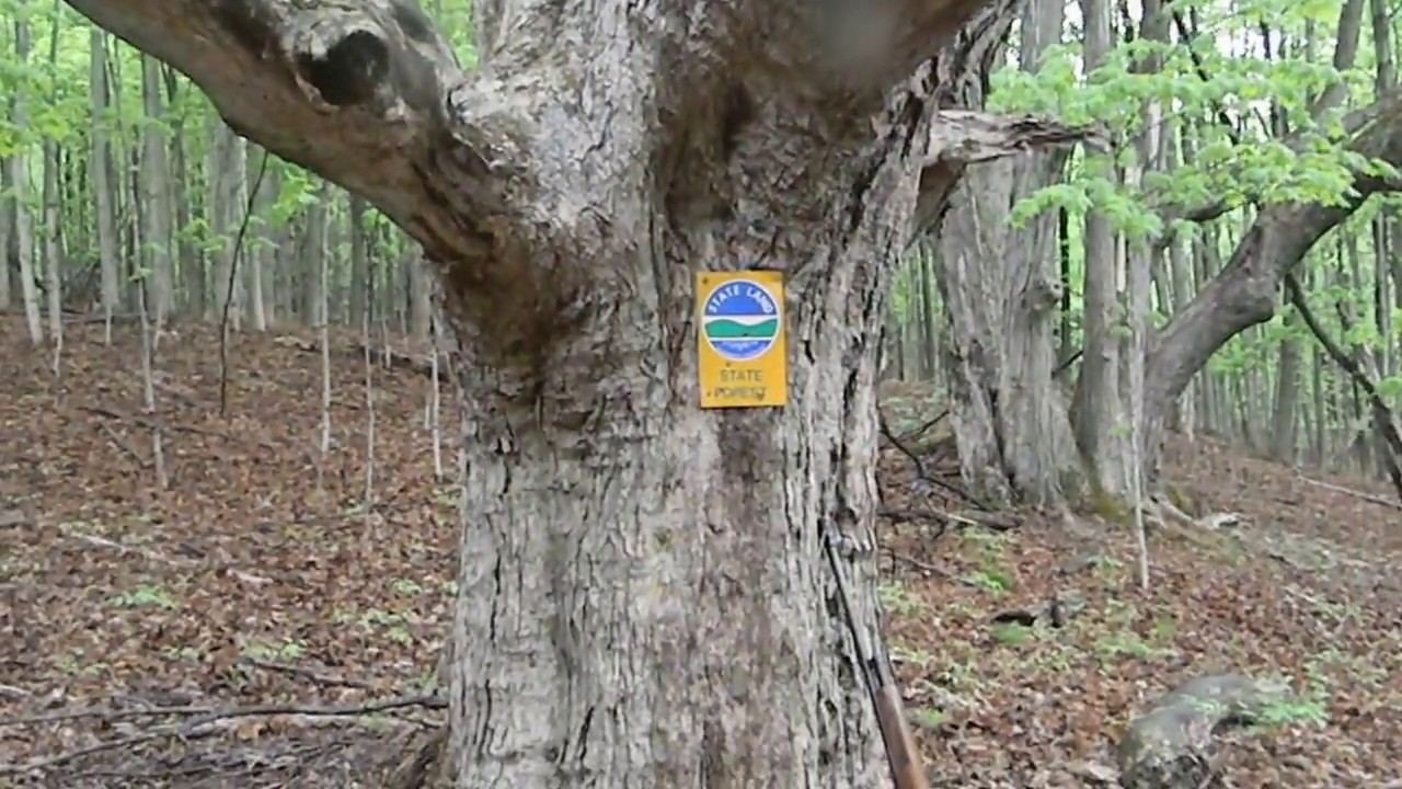 Quiet morning in Mt. Tom state forest YouTube