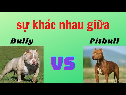 Video: Làm Thế Nào để Biết Liệu Bạn Có Nên Nuôi Một Chú Chó Sục Pit Bull Mỹ Hay Không