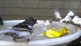 German Roller canaries bathing & singing